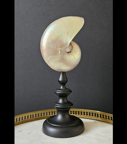 Nautile nacré socle bois - socle,