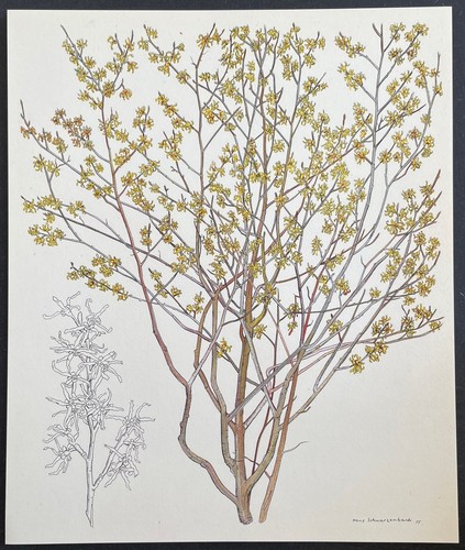 Botanique hamamélis - botanique, du