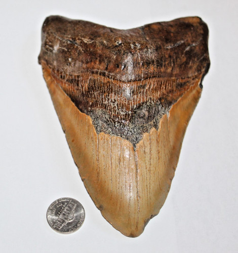 Inch real megalodon shark - real,