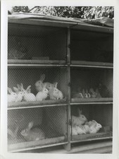 ANTIQUE PHOTO - VINTAGE SNAPSHOT - ANIMAL RABBIT LOW YARD HATCH - RABBIT 1