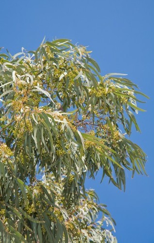 Eucalyptus neige graines - de,