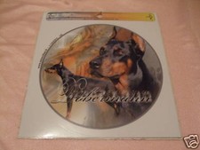 1 autocollant - motif chien  DOBERMAN  Oreilles coupées