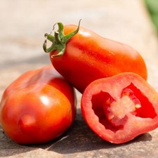 Lot De 25 Graines De Tomate Allongée San Marzano Semences Graines Seed