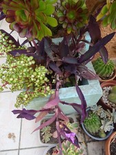 25=tres  grand lot  BOUTURES