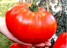 50 GRAINES DE TOMATE GÉANTE ROI DES TOMATES + CADEAU + LIVRAISON GRATUITE