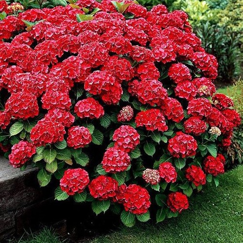 Arbuste ornemental fleuri pour
