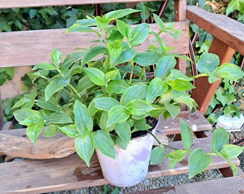 Plants tradescantia - plants,