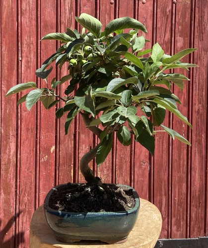 Bonsaï pommier malus 10ans - bonsaÏ,
