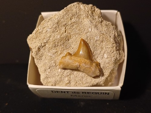 Dent requin otodus - dent,