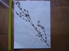 Annees 50 PLANCHE d'HERBIER du Gard Herbarium Planche Naturelle 28