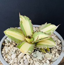 Agave Titanota "Mediopicta