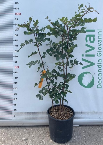 Plante caroube ceratonia - caroube, "ceratonia