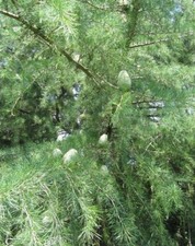 ♫ MELEZE d'Europe - Larix