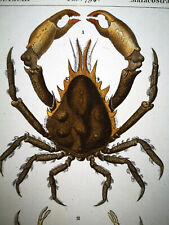 1831,PRETRE ORIGINAL ENGR. FINE ANTIQUE WATERCOLOURING PISA TETRAODON CRAB XM8