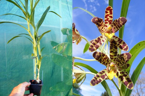 Ansellia africana orchidée - africana,,