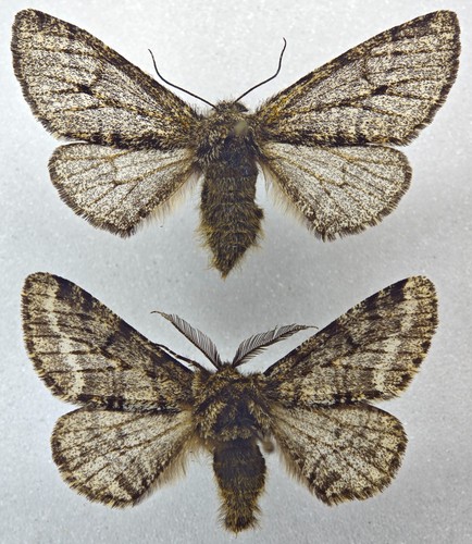 Geometridae lycia hirtaria - hirtaria, —