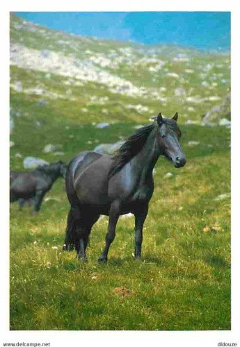 Carte postale animaux - carte,
