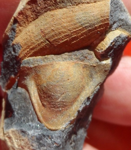 Hypostome trilobite - hypostome, de
