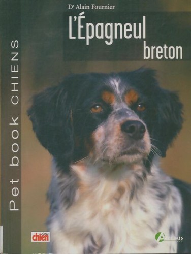 épagneul breton alain - breton,