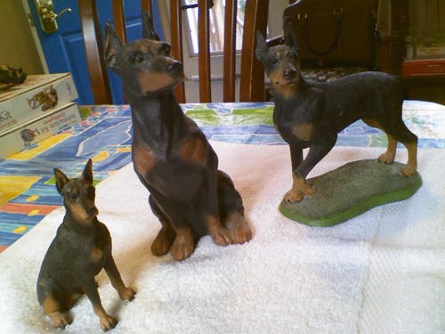 Doberman pinscher dog - doberman,