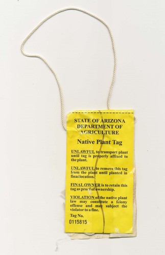 Arizona native plant - a7,