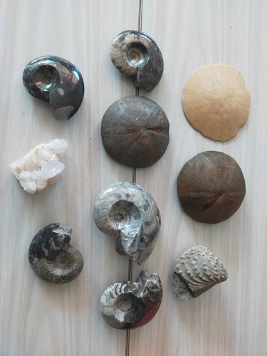 Lot coquillages mineraux - 10,