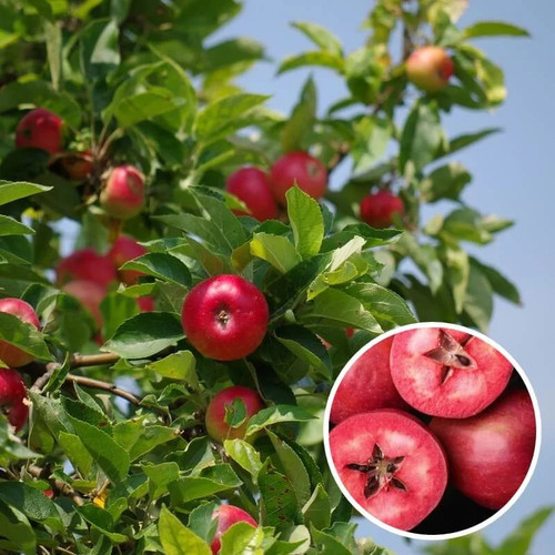 Pommier red merylinn - 'red, *
