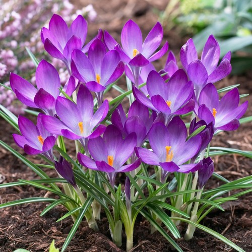 Crocus bulbes rustique ruby - crocus,