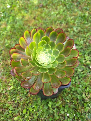 Aeonium fiesta easy - fiesta,