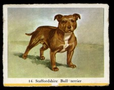 STAFFORDSHIRE BULL TERRIER Staffie Dog Full Speed Cigarette Card - Dutch c. 1954