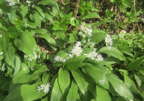 Ail des ours bulbes - ail, 40