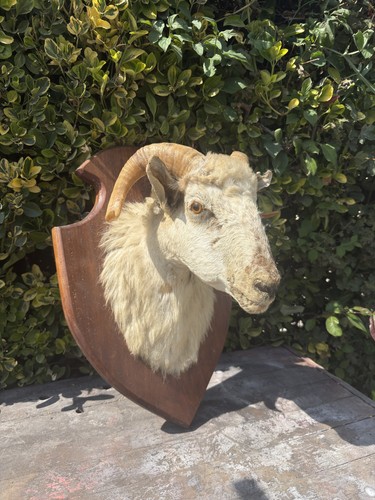 Rare taxidermie bélier - rare,