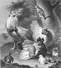 COQ, POULES et POUSSINS (par Melchior d'Hondecoeter)- Gravure 19e Grd. Format