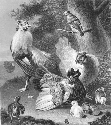 Coq poules poussins par - poules, et