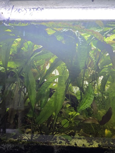 Cryptocoryne usteriana - cryptocoryne,