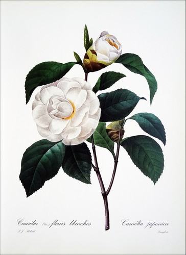 Herbier camélia à fleurs - à,
