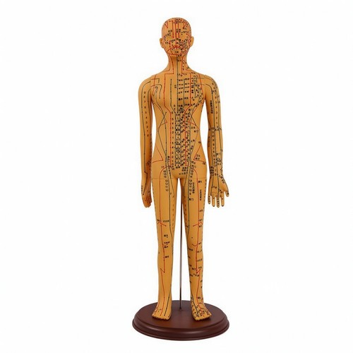 Mannequin acupuncture avec - mannequin, d'acupuncture