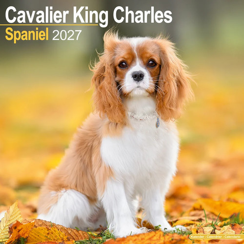 Calendrier 2027 cavalier - -,