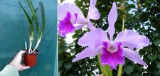Laelia (Cattleya) lobata