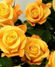 10x graine de Rosier Jaune