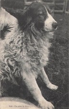 CP PYRENEES MOUNTAIN DOG -