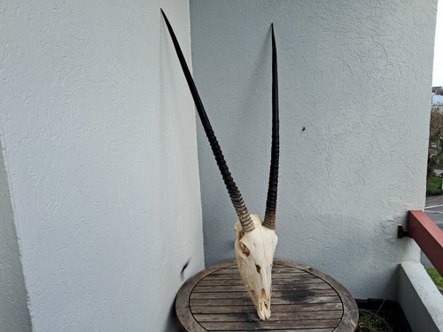 Crâne oryx avec mâchoire - oryx,