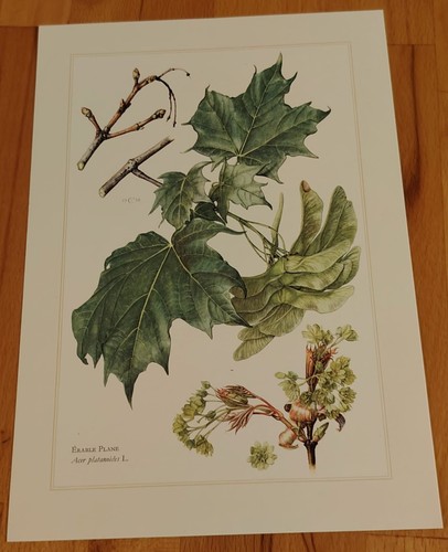 Botanique erable planche - -,