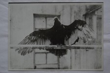 Pigeon voyageur - Grive - Gobe