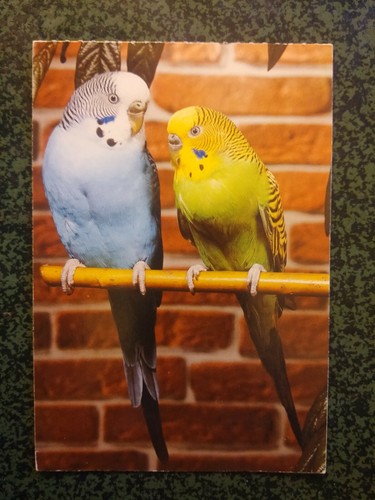 Perruche ondulee budgerigars - ondulee,