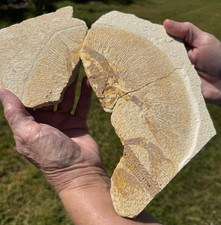GREEN RIVER EOCENE STINGRAY RAY HELIOBATIS RADIANS FOSSIL SKELETON FINS WYOMING