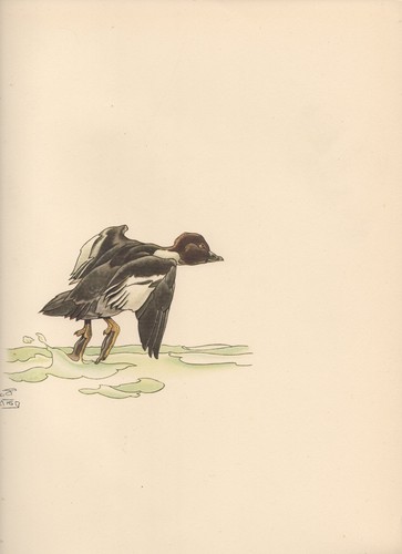 Impression oiseau 1937 - d’oiseau,