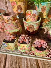 Rare Live Succulent xPachyveria 'Elaine' |Bare Root| Home Decor