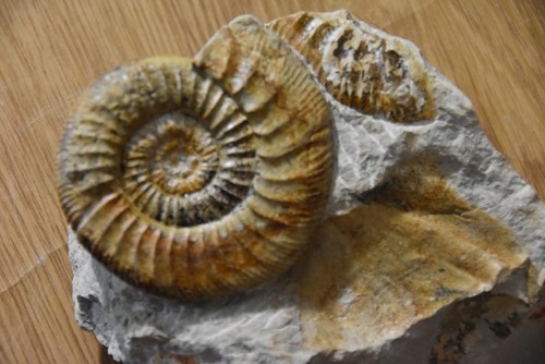 Grande ammonite orthosphinctes - grande,