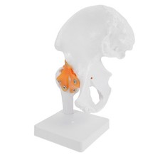  Modèle D'articulation De Hanche Enfant Squelette Humain Anatomique Pvc